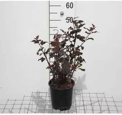 Immagine prodotto di Physocarpus opulif. 'Diabolo' - Ginestra del fagiano 30- 40 cm - Contenitore