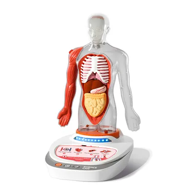 Produktbild von ScienceCan 3D-Modell Menschlicher Körper Wissensreise ab 6 Jahr 1600222022de0001