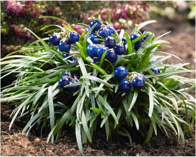 Produktbild von Stauden Gänge 50 x Ophiopogon japonicus 'Nana' - Zwerg Schlangenbart - Kompakte Schönheit für stilvolle Flächen - Japangarten - Bodendecker