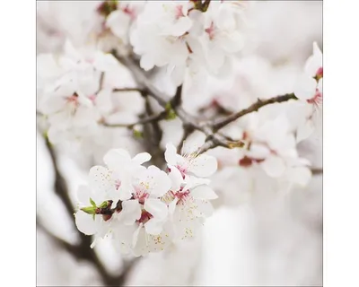 Produktbild von Glasbild White Blossom II 50x50 cm