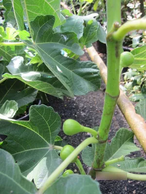 Produktbild von Ficus carica Marseillaise - Feige carica Marseillaise - 40-60 cm