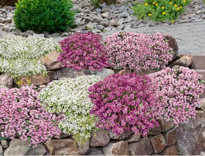 Produktbild von BALDUR Garten Bodendecker-Set Thymian,9 Pflanzen, locken Bienen und Insekten an, intensiver angenehmer Duft, winterhart, trockenheitsresistent, pflegeleicht, ideal für Beet & Naturgarten