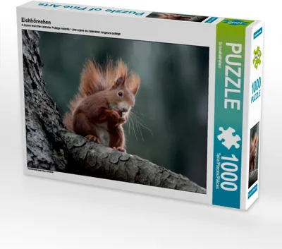 Produktbild von Calvendo Eichhörnchen 1000 Teile Puzzle quer 640x480mm, CALVENDO; 7424344