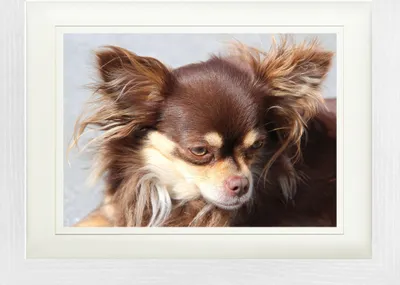 Produktbild von Hunde Gerahmtes Bild Mit Edlem Passepartout | Wand-Bilder | Im Bilderrahmen - Brauner Langhaar Chihuahua (30 x 40 cm)