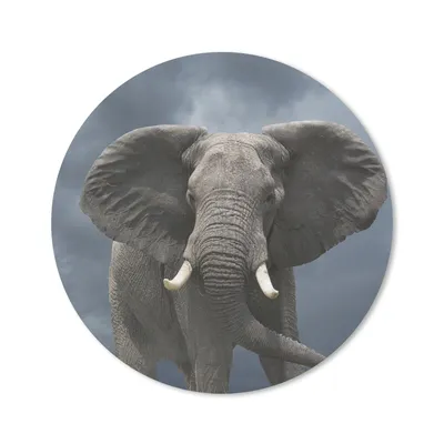 Produktbild von MuchoWow® Mauspad Mousepad Elefant - Wolken - Tiere - Natur 50x50 cm - Mousepads - Maus Mat - Pad - Mausunterlage - Vinyl