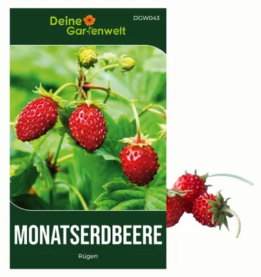 Produktbild von Monatserdbeeren Rügen Samen - Fragaria vesca - Erdbeersamen - Obstsamen - Saatgut für 100 Pflanzen