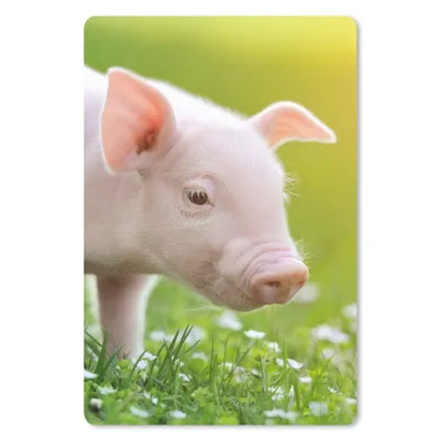 Produktbild von MuchoWow® Mauspad Mousepad Tiere - Ferkel - Schwein 18x27 cm - Mousepads - Maus Mat - Pad - Mausunterlage