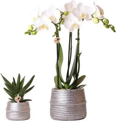 Produktbild von goldenen Keramiktöpfen Orchideen In silber Set Ø9cm Ø6cm Zimmerpflanze Geschenk