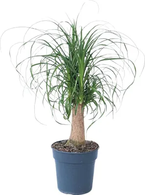 Produktbild von Elefantenfuß - Beaucarnea 'recurvata' - Höhe 60-70cm - ⌀21cm