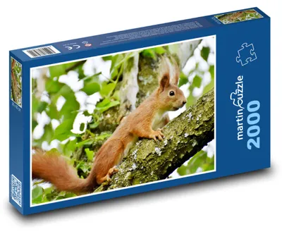 Zdjęcie produktu dla martinpuzzle - Puzzle 2000 - Veverka - hlodavec
