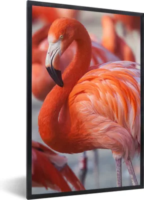 Produktbild von MuchoWow® Gerahmtes Poster Flamingo - Vogel - Tiere - Rosa 60x90 cm - Poster mit Schwarzem Bilderrahmen Wandposter Rahmen Foto Bilder - Kunst