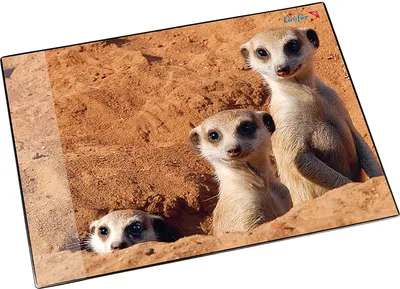 Image de Läufer 46596 Sous-main motif suricate