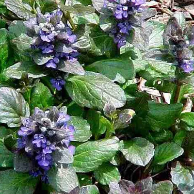 Produktbild von 6 x Kriechender Günsel  - Ajuga reptans 'Catlin's Giant'  | Topf 9cm x 9cm