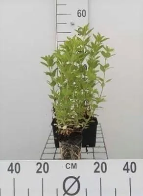 Zdjęcie produktu dla 6 x Lysimachia punctata - Pennywort - doniczka 9 x 9 cm