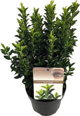 Obrázek produktu pro Brslen japonský FloraSelf Euonymus japonicus 'Green Spire' 20-30 cm květináč 2 l