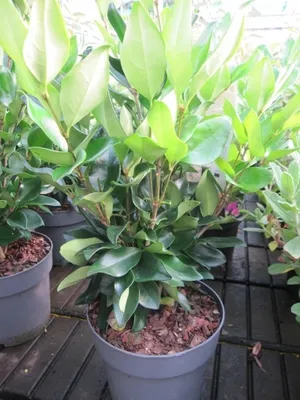 Produktbild von Glänzender Liguster - Glanz-Liguster - Ligustrum lucidum - 40-60