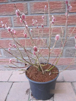 Produktbild von Salix gracilistyla Mount Aso - japanische Kätzchenweide Mount Aso