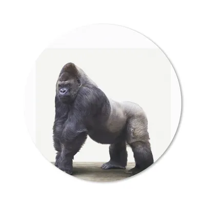 Produktbild von MuchoWow® Mauspad Mousepad Tier - Gorilla - Affe 50x50 cm - Mousepads - Maus Mat - Pad - Mausunterlage - Vinyl