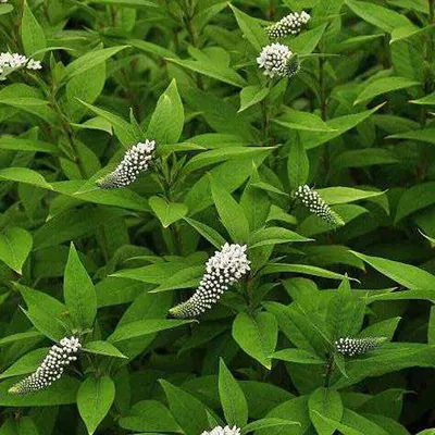 Produktbild von 6 x Schnee Felberich - Lysimachia clethroides  | Topf 9cm x 9cm