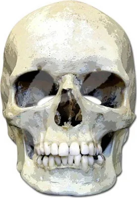 Image de Skull - Masques - Masque de célébrité