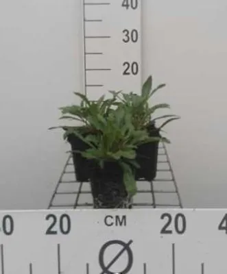 Zdjęcie produktu dla 6 x Gaura lindheimeri ( oenothera lindh.) - Gaura - doniczka 9 x 9 cm