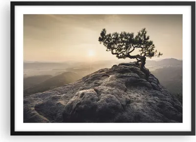 Produktbild von Gerahmtes Poster - Schwarzer Rahmen - Alt Kiefer Berge - 70x50 cm - Wand Bild - Wanddeko - Wandbilder - Kunstposter - Wandposter - Bilderrahmen - Bilder - Kunstdruck - Wandbild - P2BAA70x50-4334