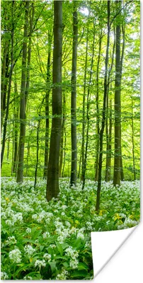 Produktbild von MuchoWow® Poster Wald - Bäume - Grün 20x40 cm - Plakat - Foto