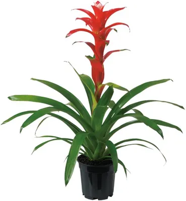 Productafbeelding van JUNAVERA Guzmania Techno | In 12 cm pot