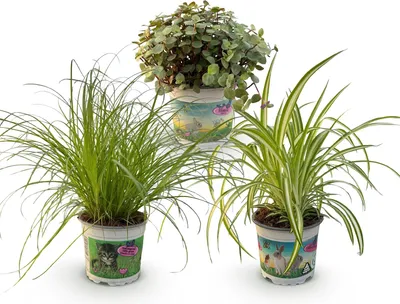 Obrázok produktu pre Cyperus, Calissia, Chlorophytum – zmes rastlín, 3 izbové rastliny vhodné pre domácich miláčikov, 3