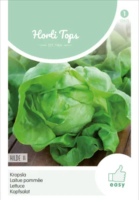 Artikelbild 2 von 'Kopfsalat Hilde II' aus der Kategorie Salatsamen