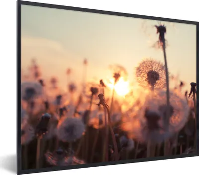 Produktbild von MuchoWow® Gerahmtes Poster Löwenzahn - Sonnenuntergang - Frühling 40x30 cm - Poster mit Schwarzem Bilderrahmen Wandposter Rahmen Foto Bilder - Kunstposter - Wanddekorationen