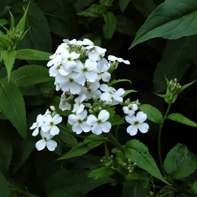 Produktbild von 6 x Nachtviole - Hesperis matronalis 'Alba' | Topf 9cm x 9cm