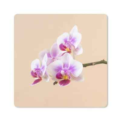 Produktbild von MuchoWow® Mauspad Mousepad Weiße und rosa Orchidee 20x20 cm - Mousepads - Maus Mat - Pad - Mausunterlage - Desk Mat - Bureauartikeln