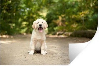 Produktbild von MuchoWow® Wandtattoo Wandsticker Wandaufkleber Labrador Retriever Welpe sitzt auf einem Waldweg 30x20 cm Selbstklebend und Repositionierbar - Wierderverwendbar - Selbstklebend