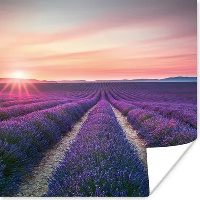 Produktbild von MuchoWow® Poster Lavendel - Lila - Blumen 50x50 cm - Wohnzimmerdekoration