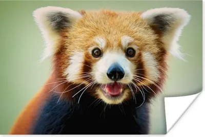 Produktbild von MuchoWow® Poster Roter Panda - Orange - Schwarz 180x120 cm - Fotoplakat