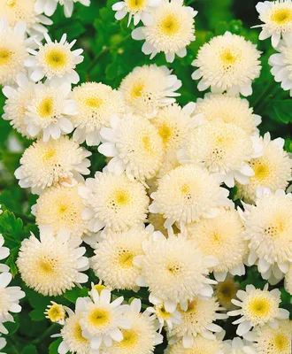 Produktbild von Tanacetum parthenium, Mutterkraut, weiß, ca. 9x9 cm Topf