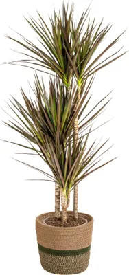 Immagine prodotto di Dracaena Marginata Magenta con cesto in vimini – Altezza 110-130 cm – Ø 21 cm – Pianta da appartamento esotica con bordi delle foglie rossi – Facile da curare e purificatrice dell'aria