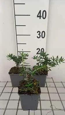 Zdjęcie produktu dla 6 x Lithodora dif. 'Star'® - rozchodnik okazały - doniczka 9 x 9 cm