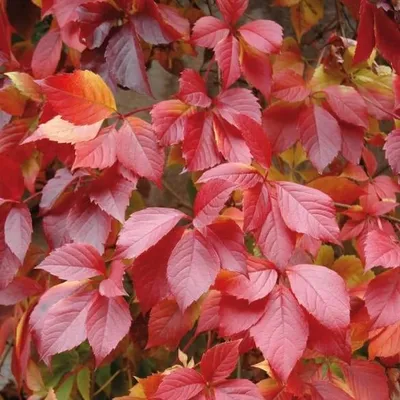 Immagine prodotto di Parthenocissus quinquefolia, 2 litri