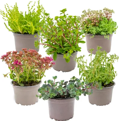Zdjęcie produktu dla Bloomique - Mix 6 - Rośliny skalne Mix - Rośliny skalne - Rośliny ogrodowe - Odporne na zimę - Wysokość 15-25 cm - Doniczka 14 cm