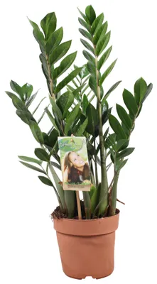 Produktbild von Zamioculcas Zamiifolia - 60-70cm - Ø17cm - Zimmerpflanze - Immergrün
