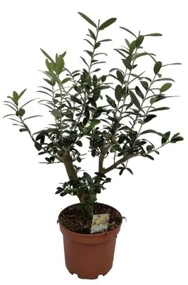 Productafbeelding van JUNAVERA Olea europaea (olijfboom) struikvorm | 40 cm hoog | In 15 cm pot | Mediterrane kuipplant voor terras en balkon