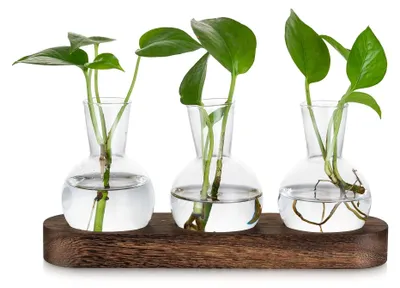 Productafbeelding van Omgoods - Glazen Propagatiestation voor Planten