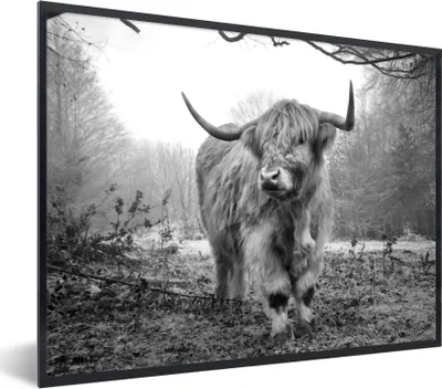 Produktbild von MuchoWow® MuchoWow® Gerahmtes Poster Schottische Hochlandrind - Natur - Herbst - Tiere - Wildtiere - Wald 40x30 cm - Poster mit zchwarzem Bilderrahmen - Kunstposter - Wanddekorationen