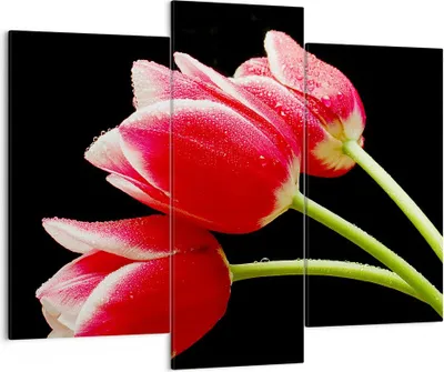 Produktbild von Bild auf Leinwand - Leinwandbild - Tulpe garten blume blumenstrauß - 130x100cm - Wand Bild - Wanddeko - Leinwanddruck - Bilder - Kunstdruck - Leinwand bilder - Wandkunst - CB130x100-1494