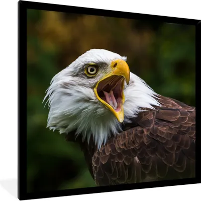 Produktbild von MuchoWow® Gerahmtes Poster Ein krächzender Weißkopfseeadler 40x40 cm - Poster mit Schwarzem Bilderrahmen Wandposter Rahmen Foto Bilder - Mit Rahmen - Wanddekoration Schlafzimmer