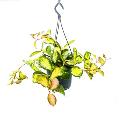 Produktbild von Zimmerpflanze zum Hängen Hoya carnosa "Lisa" buntblättrige Porzellanblume Wachsblume 14cm Ampel