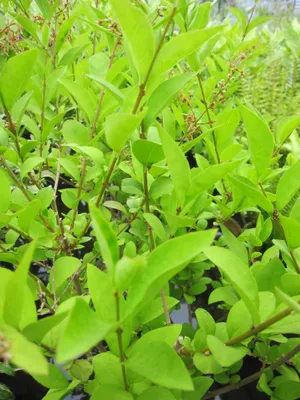 Produktbild von Ligustrum vulgare Black Pearl - Schwarzperlen-LigusterBlack - 60-80cm