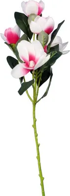Zdjęcie produktu dla Gałązka Dekoracyjna z 5 Szlachetnymi Magnoliami w Jasnoróżowym Kolorze - 45 cm